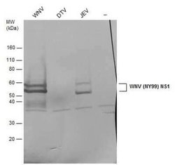 wnvNS1 Protein Antibody, Novus Biologicals 100 &mu;g | Buy Online | Novus Biologicals | Fisher Scientific