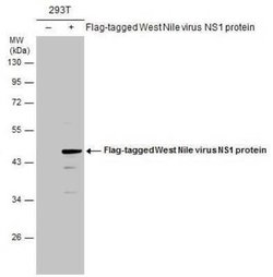 wnvNS1 Protein Antibody, Novus Biologicals 100 &mu;g | Buy Online | Novus Biologicals | Fisher Scientific