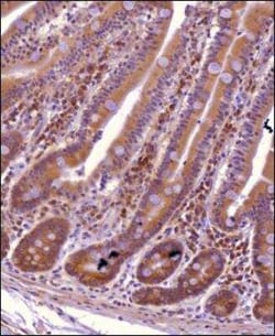 xCT Antibody - BSA Free, Novus Biologicals:Antibodies:Primary Antibodies