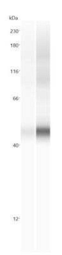 xCT Antibody - BSA Free, Novus Biologicals:Antibodies:Primary Antibodies