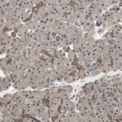 14-3-3 beta/alpha Antibody, Novus Biologicals 0.1mL; Unlabeled:Antibodies,