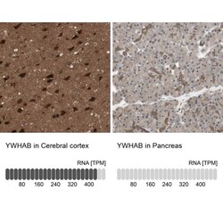 14-3-3 beta/alpha Antibody, Novus Biologicals 0.1mL; Unlabeled:Antibodies,