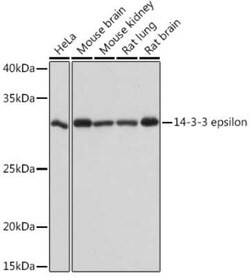 14-3-3 epsilon Rabbit anti-Human, Mouse, Rat, Clone: 4X6E1, Novus Biologicals:Antibodies:Primary