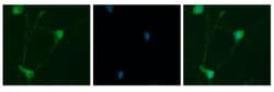 14-3-3 epsilon Antibody, Novus Biologicals:Antibodies:Primary Antibodies