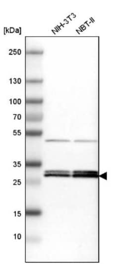 14-3-3 epsilon Antibody, Novus Biologicals:Antibodies:Primary Antibodies