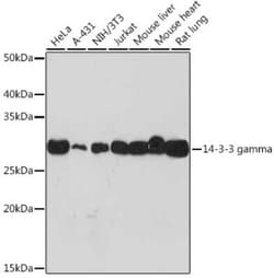 14-3-3 gamma Rabbit anti-Human, Mouse, Rat, Clone: 5R4Q4, Novus Biologicals:Antibodies:Primary