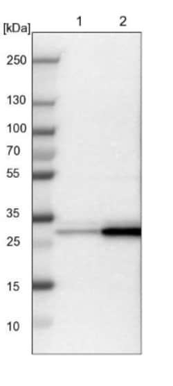 14-3-3 sigma/Stratifin Antibody, Novus Biologicals 25 &mu;L; Unlabeled:Antibodies,