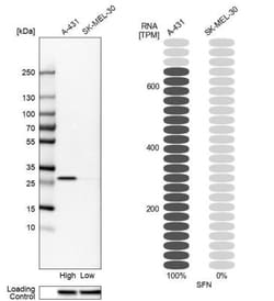 14-3-3 sigma/Stratifin Antibody, Novus Biologicals 25 &mu;L; Unlabeled:Antibodies,