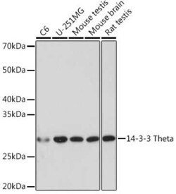 14-3-3 tau/theta Rabbit anti-Human, Mouse, Rat, Clone: 9G6M4, Novus Biologicals 100 &mu;g | Buy Online | Novus Biologicals | Fisher Scientific