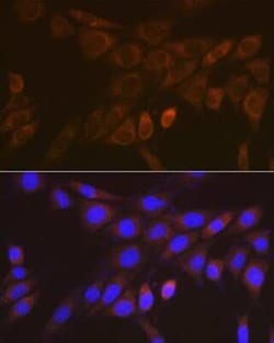 14-3-3 zeta/beta Rabbit anti-Human, Mouse, Rat, Clone: 3J3J9, Novus Biologicals