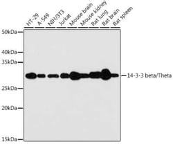14-3-3 zeta/beta Rabbit anti-Human, Mouse, Rat, Clone: 7Z4S5, Novus Biologicals 20 &mu;g | Buy Online | Novus Biologicals | Fisher Scientific