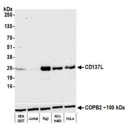 4-1BB Ligand/TNFSF9 Antibody (BLR148J), Novus Biologicals 100 &mu;g | Buy Online | Novus Biologicals | Fisher Scientific