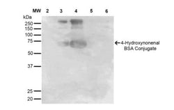 4-Hydroxynonenal Antibody (12F7), Novus Biologicals 100&mu;g; Unlabeled:Antibodies,