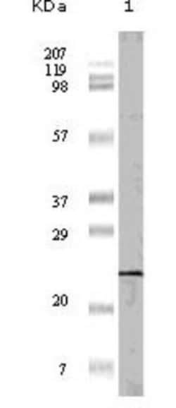 4EBP1 Antibody (11G12C11) - BSA Free, Novus Biologicals:Antibodies:Primary