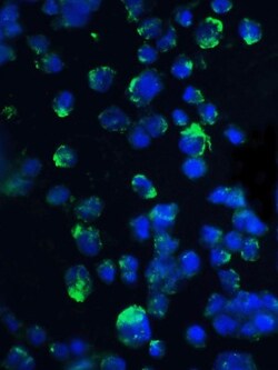 4EBP1 Antibody - BSA Free, Novus Biologicals 0.1mg; Unlabeled:Antibodies,