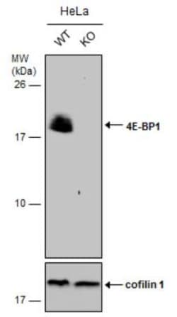 4EBP1 Antibody, Novus Biologicals 0.1mL; Unlabeled:Antibodies, Polyclonal