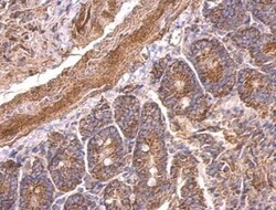 5-HT1A Antibody, Novus Biologicals 0.1mL; Unlabeled:Antibodies, Polyclonal