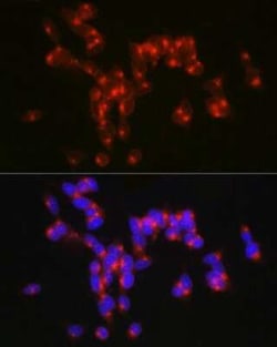 5-HT2A Rabbit anti-Human, Mouse, Polyclonal, Novus Biologicals:Antibodies:Primary