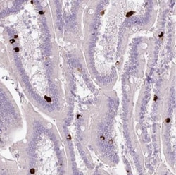 5-HT3E Antibody, Novus Biologicals:Antibodies:Primary Antibodies