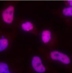 53BP1 Antibody - BSA Free, Novus Biologicals:Antibodies:Primary Antibodies