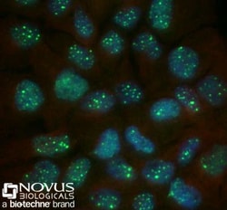 53BP1 Antibody - BSA Free, Novus Biologicals:Antibodies:Primary Antibodies