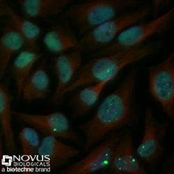 53BP1 Antibody - BSA Free, Novus Biologicals:Antibodies:Primary Antibodies