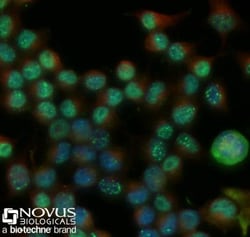53BP1 Antibody - BSA Free, Novus Biologicals:Antibodies:Primary Antibodies