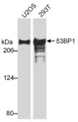 53BP1 Antibody - BSA Free, Novus Biologicals:Antibodies:Primary Antibodies