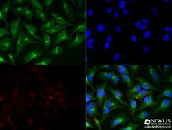 58K Golgi Protein Antibody (58K-9), Novus Biologicals:Antibodies:Primary
