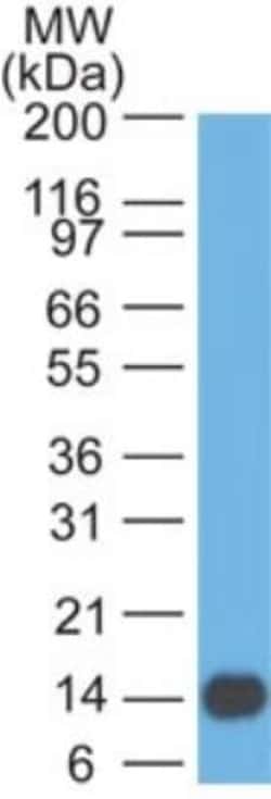 5'-Nucleotidase/CD73 Antibody (45M4F9) - BSA Free, Novus Biologicals:Antibodies:Primary