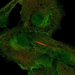 5'-Nucleotidase/CD73 Antibody, Novus Biologicals:Antibodies:Primary Antibodies