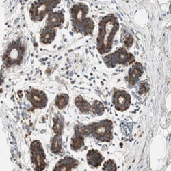 60S ribosomal protein L23 Antibody, Novus Biologicals 0.1mL; Unlabeled:Antibodies,
