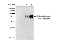 7-Ketocholesterol Antibody (3F7), Novus Biologicals:Antibodies:Primary