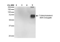 7-Ketocholesterol Antibody (7E1), Novus Biologicals 25 &mu;g; Unlabeled:Antibodies,