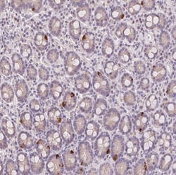 A-Myb Antibody, Novus Biologicals 0.1mL; Unlabeled:Antibodies, Polyclonal