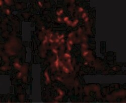 A20/TNFAIP3 Antibody - BSA Free, Novus Biologicals:Antibodies:Primary Antibodies