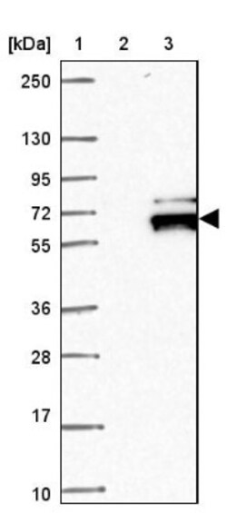 AAAS Antibody, Novus Biologicals 25 &mu;L; Unlabeled:Antibodies, Polyclonal