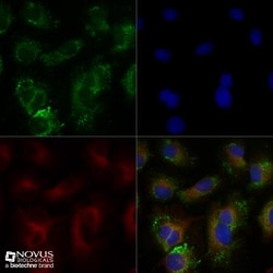 ABCA1 Antibody - BSA Free, Novus Biologicals 0.1mL; Unlabeled:Antibodies,