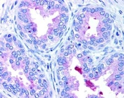 ABCA1 Antibody - BSA Free, Novus Biologicals 0.1mL; Unlabeled:Antibodies,