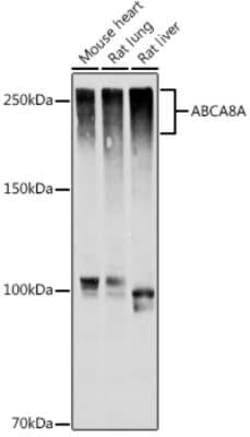 ABCA8A Rabbit anti-Human, Mouse, Rat, Polyclonal, Novus Biologicals 100 &mu;g | Buy Online | Novus Biologicals | Fisher Scientific