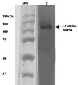 ABCC9 Antibody (S319A-14), Novus Biologicals 0.025 mg, Unconjugated:Antibodies,
