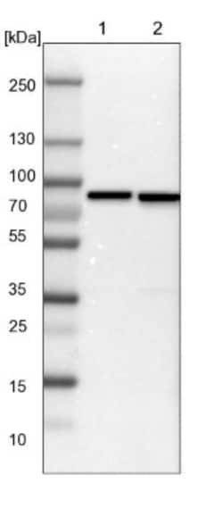 ABCF2 Antibody, Novus Biologicals 0.1mL; Unlabeled:Antibodies, Polyclonal