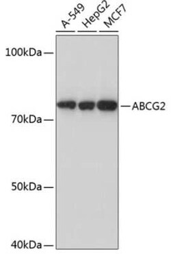 ABCG2/CD338 Rabbit anti-Human, Clone: 2K8X1, Novus Biologicals 20 &mu;g;