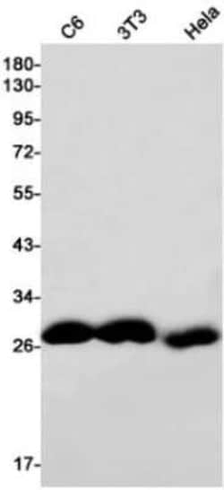ABH2 Rabbit anti-Human, Mouse, Rat, Clone: S05-5H7, Novus Biologicals:Antibodies:Primary