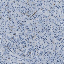 ABI3 Antibody, Novus Biologicals 0.1mL; Unlabeled:Antibodies, Polyclonal