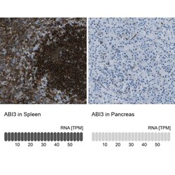 ABI3 Antibody, Novus Biologicals 0.1mL; Unlabeled:Antibodies, Polyclonal