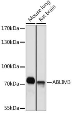 ABLIM3 Rabbit anti-Mouse, Rat, Polyclonal, Novus Biologicals 100 &mu;g;