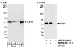 ABRO Antibody, Novus Biologicals 0.1mL; Unlabeled:Antibodies, Polyclonal