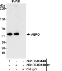 ABRO Antibody, Novus Biologicals 0.1mg; Unlabeled:Antibodies, Polyclonal