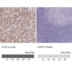 ACF Antibody, Novus Biologicals 0.1mL; Unlabeled:Antibodies, Polyclonal